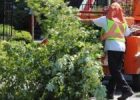 Tree Services