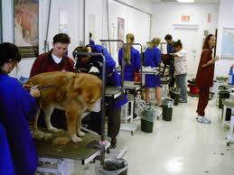 pet care