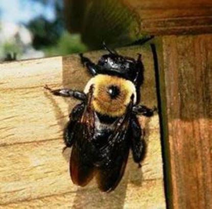 carpenter bee removal