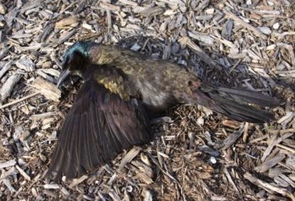 dead animal removal