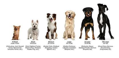 mobile dog grooming