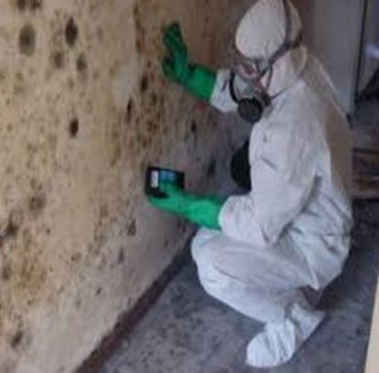 Mold Removal